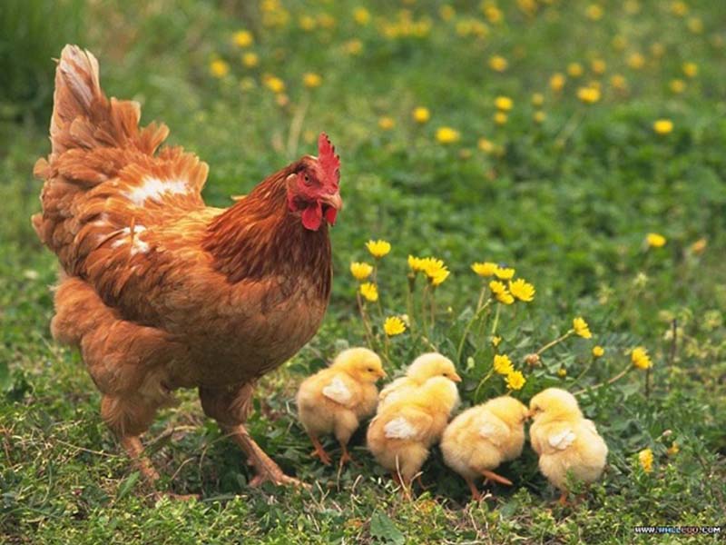 Gà mẹ và gà con
