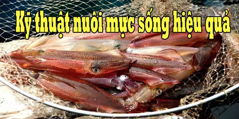 ky-thuat-nuoi-muc-song