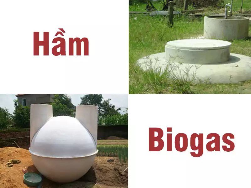 hầm biogas chăn nuôi lợn