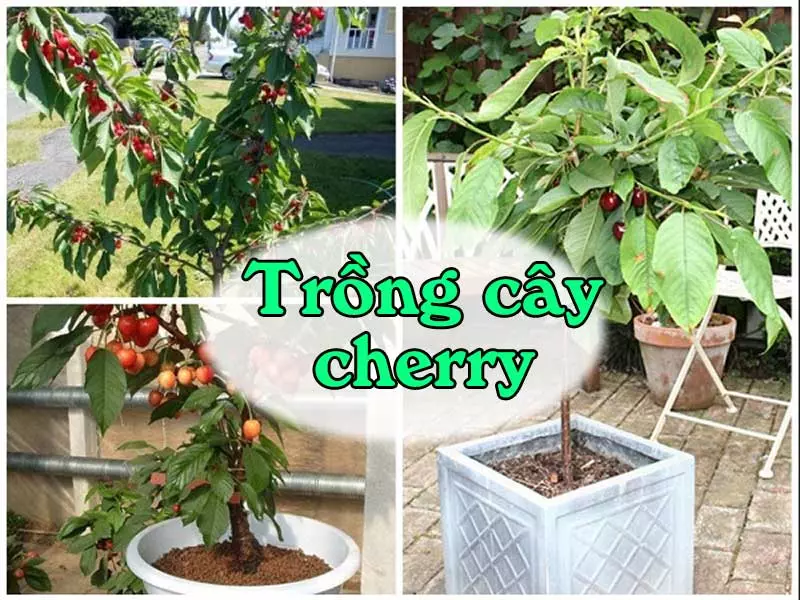 Cach-trong-cay-cherry-trong-chau